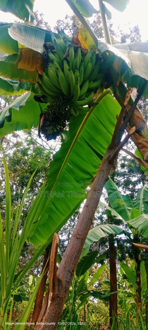 Plantain Bananas Suckers - thumbnail 6