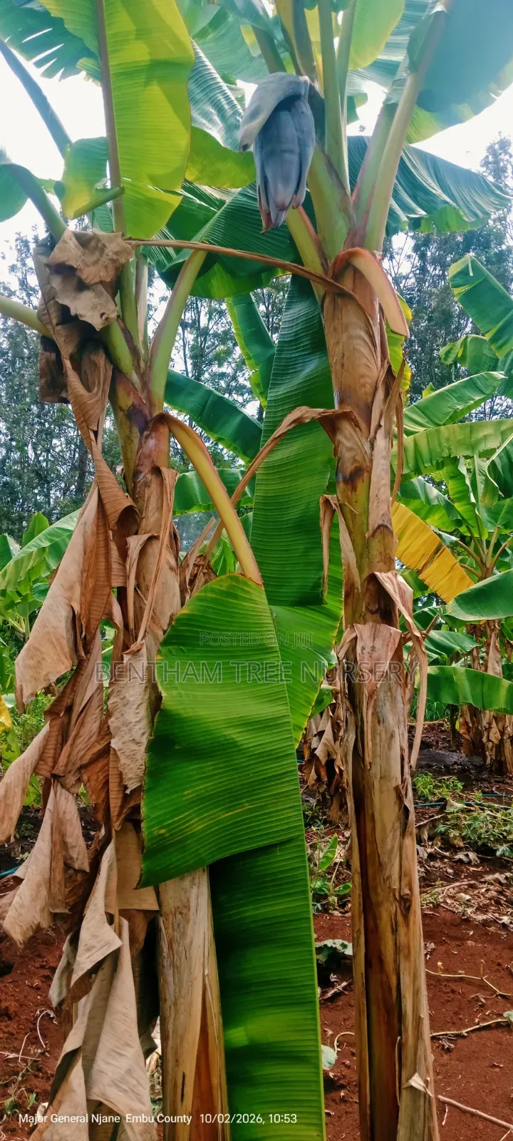 Plantain Bananas Suckers