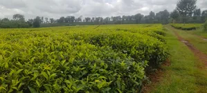 10-50 Acres on Sale at Kiambu -Ngorongo Area