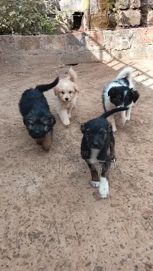 1-3 months Female Mixed Breed Black Russian Terrier