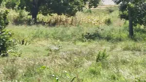 Dongo Kundu Bypass Mixed Development Land