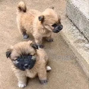 1-3 months Female Purebred Havanese