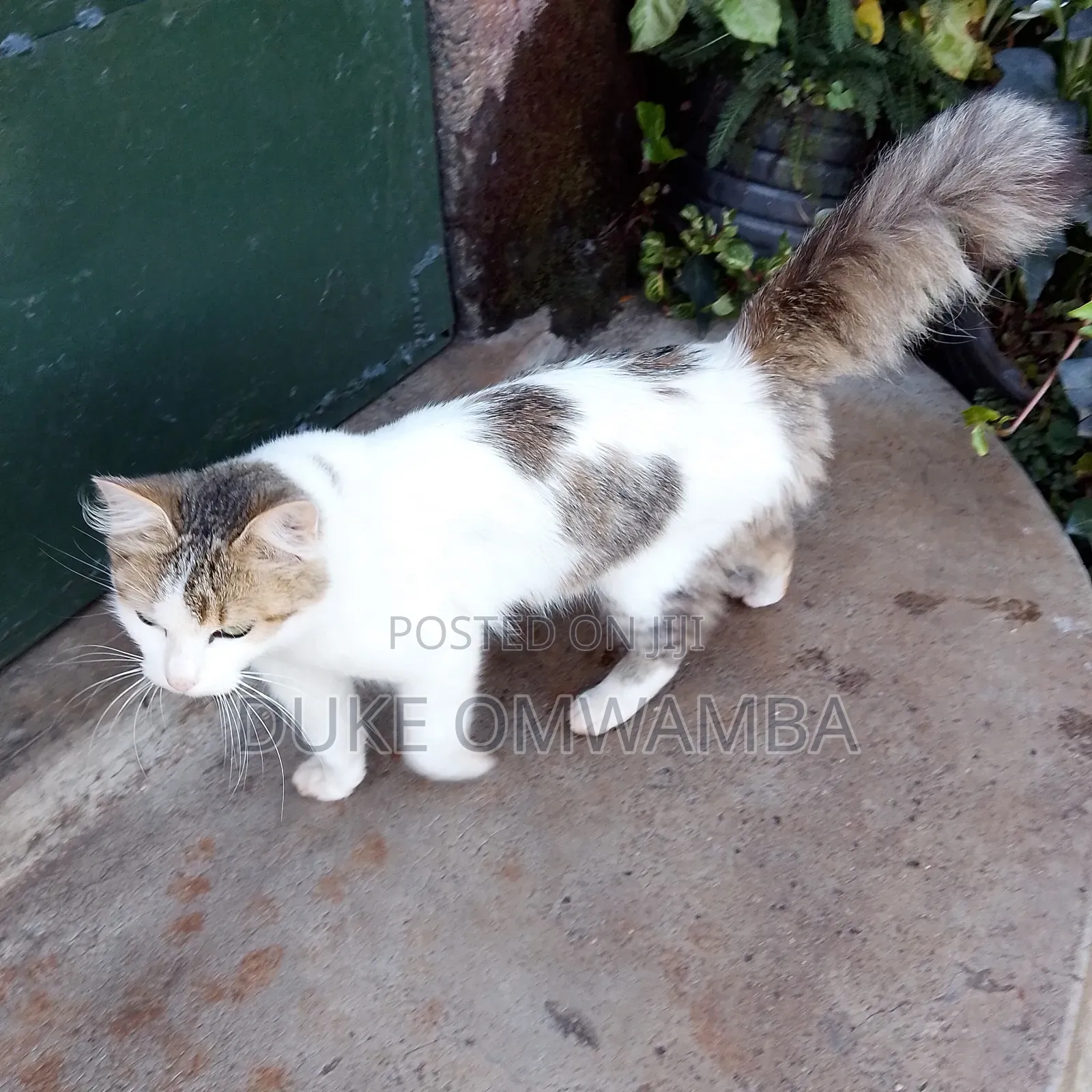 6-12 months Female Mixed Breed Tabby