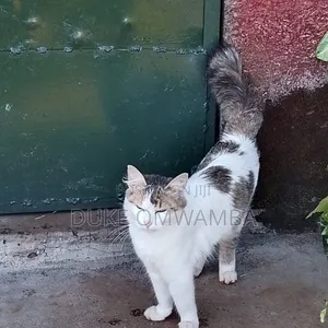 6-12 months Female Mixed Breed Tabby