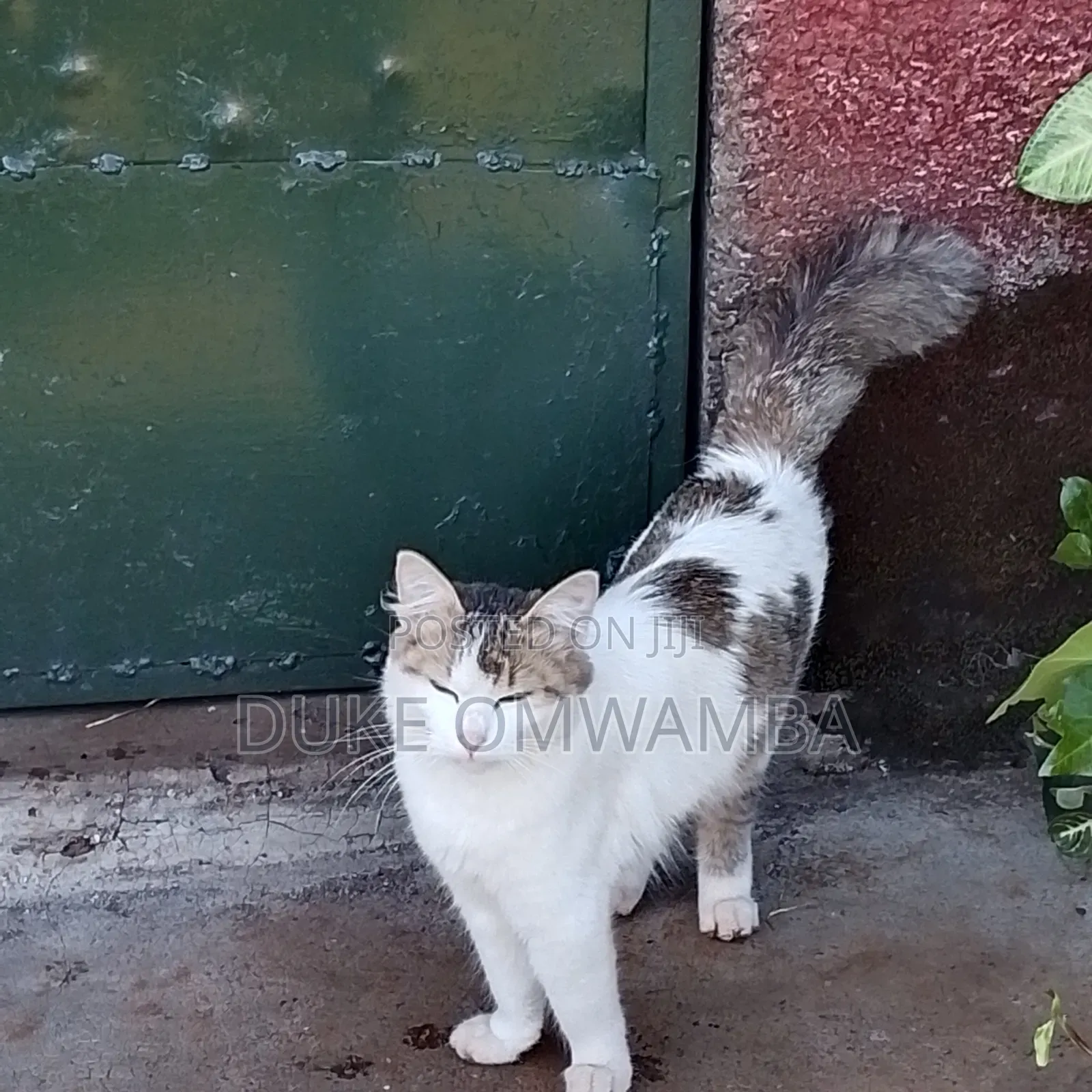 6-12 months Female Mixed Breed Tabby
