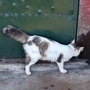 6-12 months Female Mixed Breed Tabby