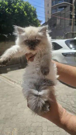 6-12 months Female Purebred Persian