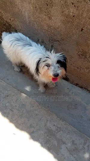 3-6 months Male Purebred Havanese