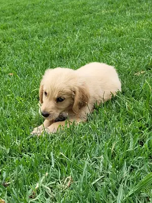 1-3 months Male Purebred Golden Retriever
