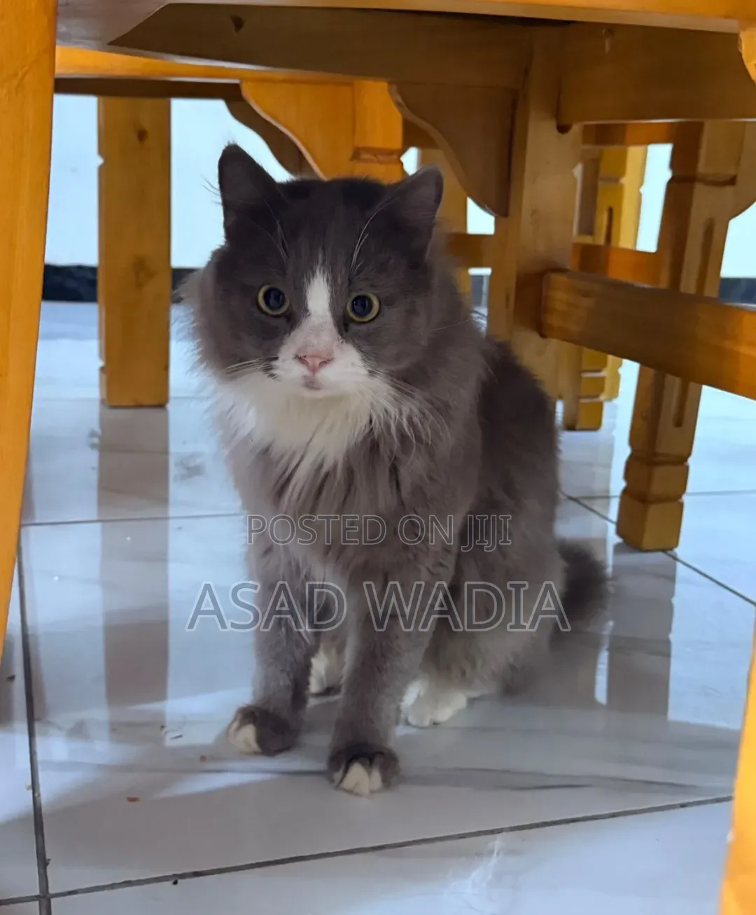 6-12 months Male Purebred Persian