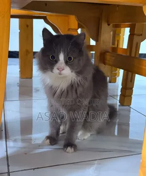 6-12 months Male Purebred Persian