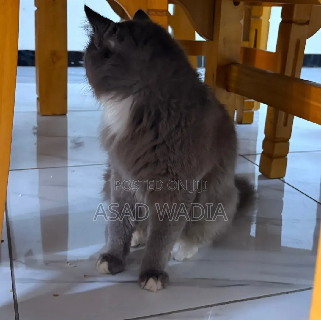 6-12 months Male Purebred Persian