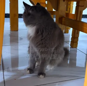 6-12 months Male Purebred Persian