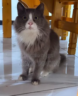 6-12 months Male Purebred Persian