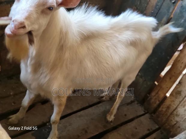 A Healthy Male Dairy Goat - thumbnail 2