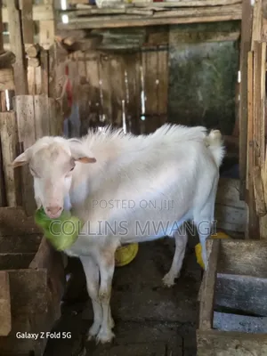 A Healthy Male Dairy Goat