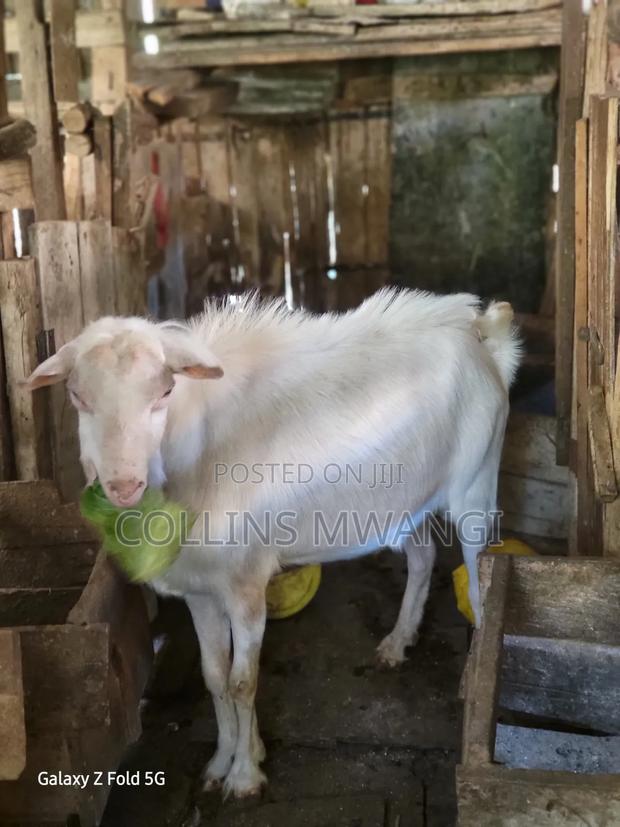 A Healthy Male Dairy Goat - main view