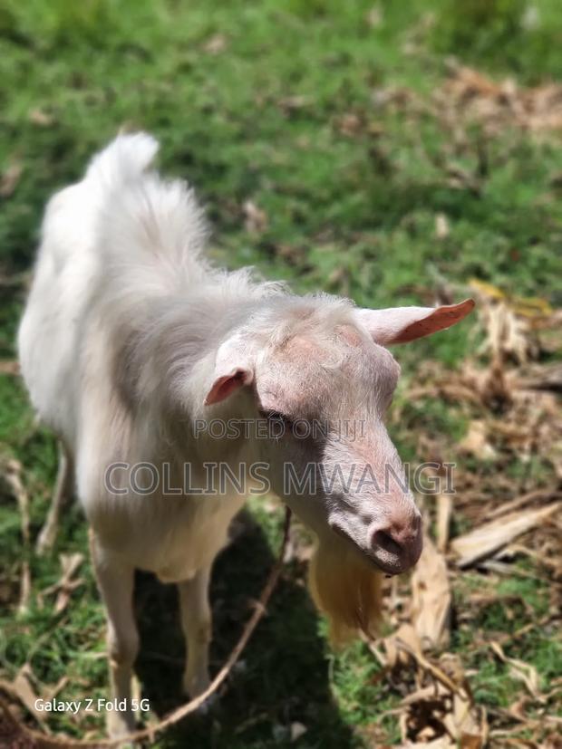 A Healthy Male Dairy Goat - thumbnail 3