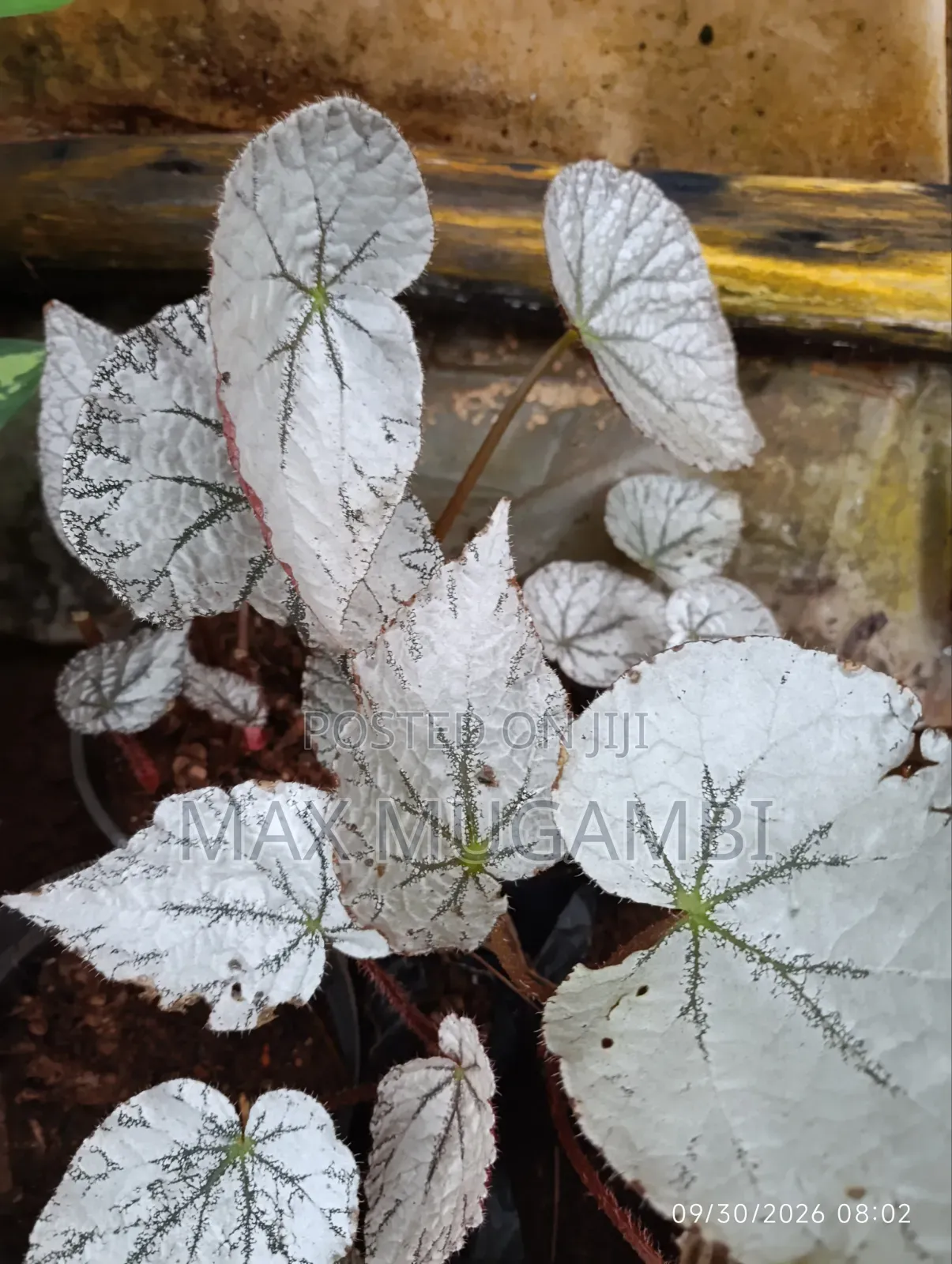 Begonias Ideal for Indoor