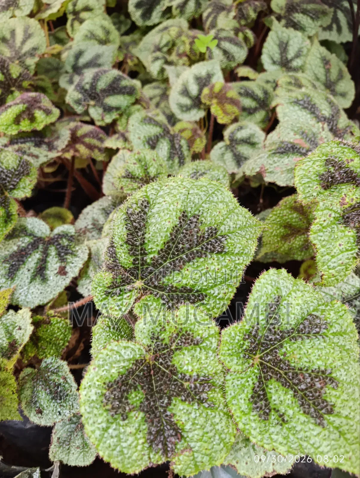 Begonias Ideal for Indoor