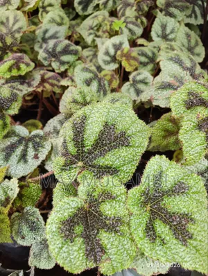 Begonias Ideal for Indoor