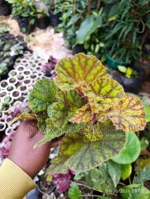 Begonias Ideal for Indoor