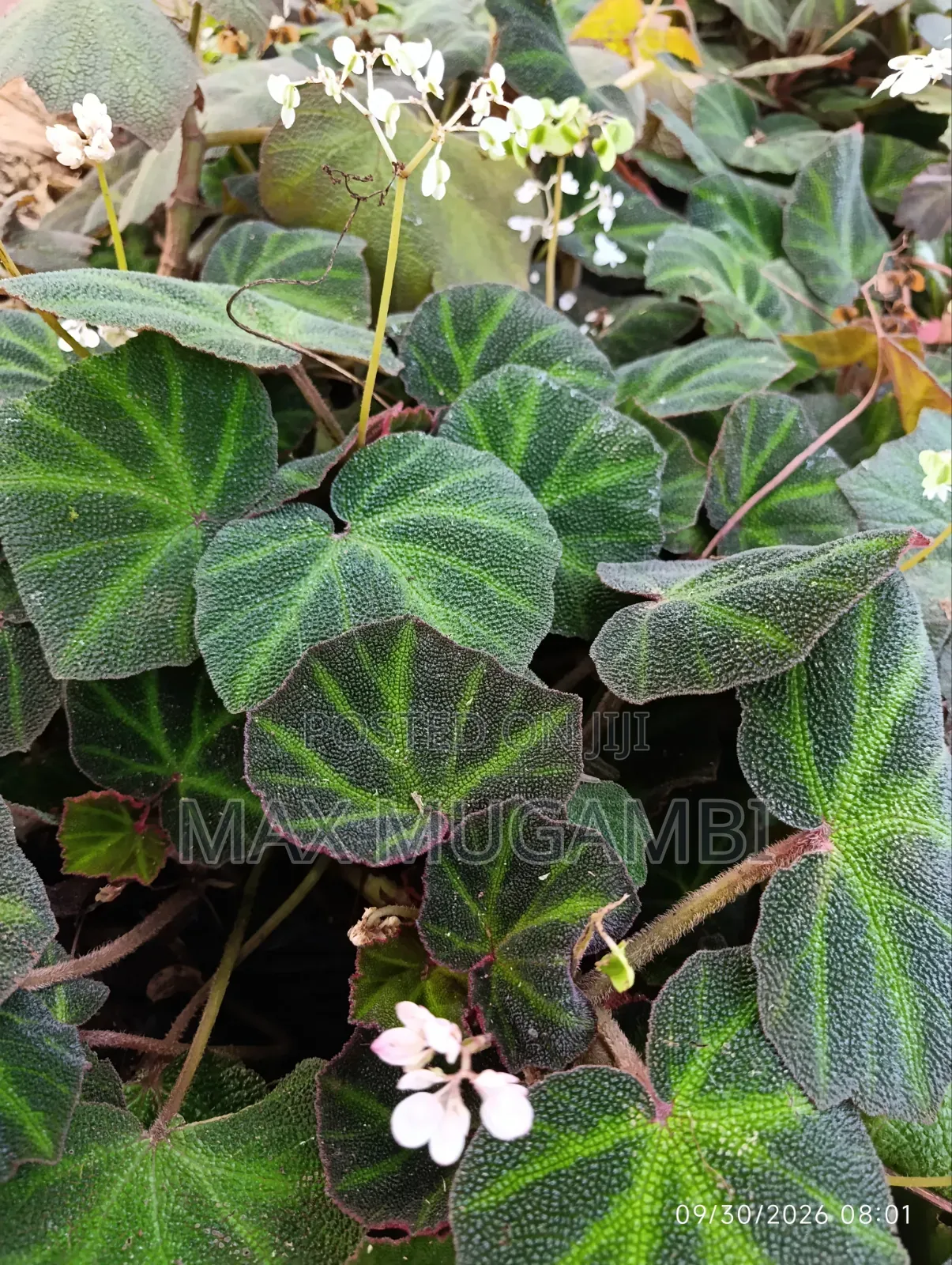 Begonias Ideal for Indoor