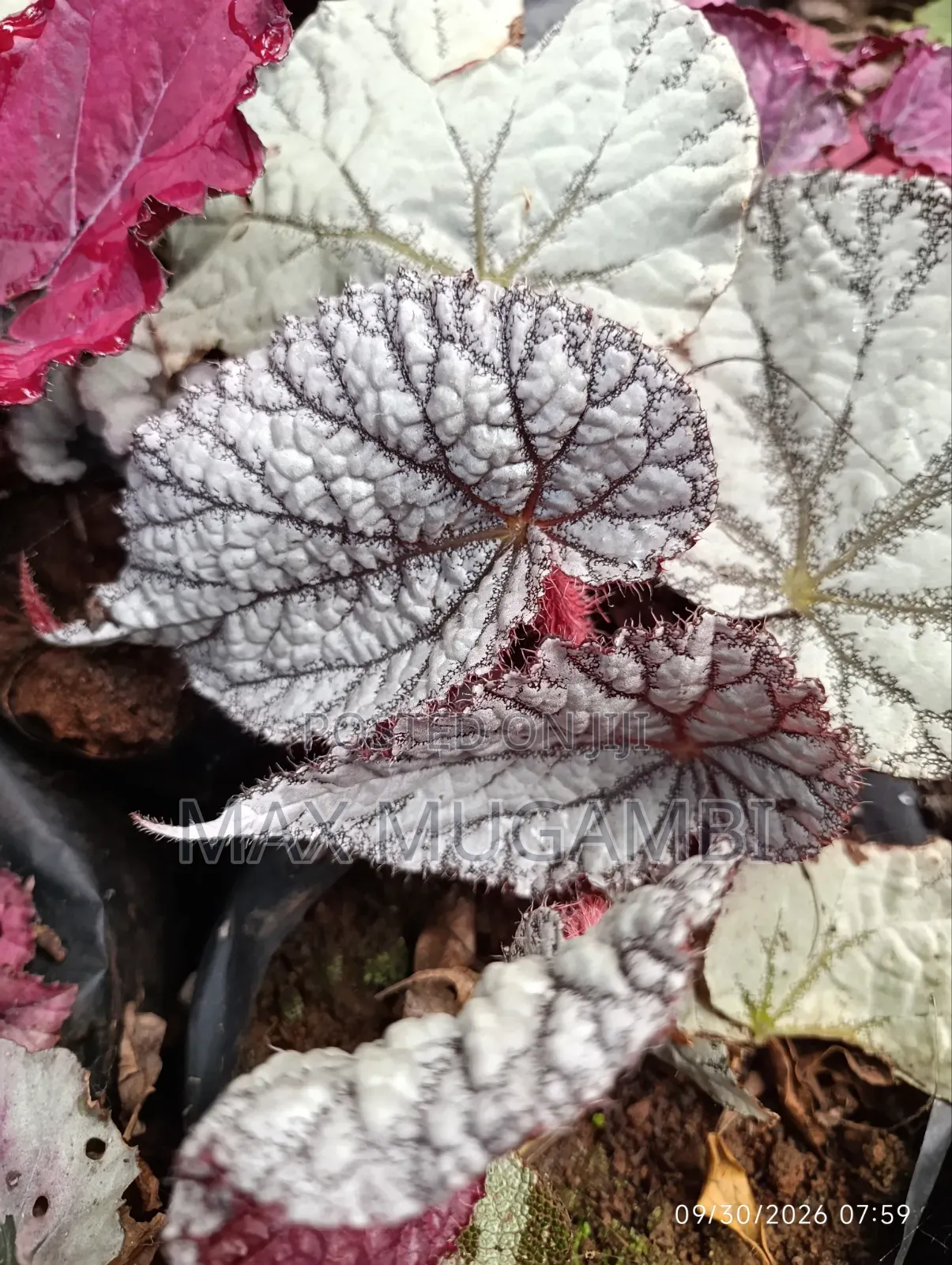 Begonias Ideal for Indoor