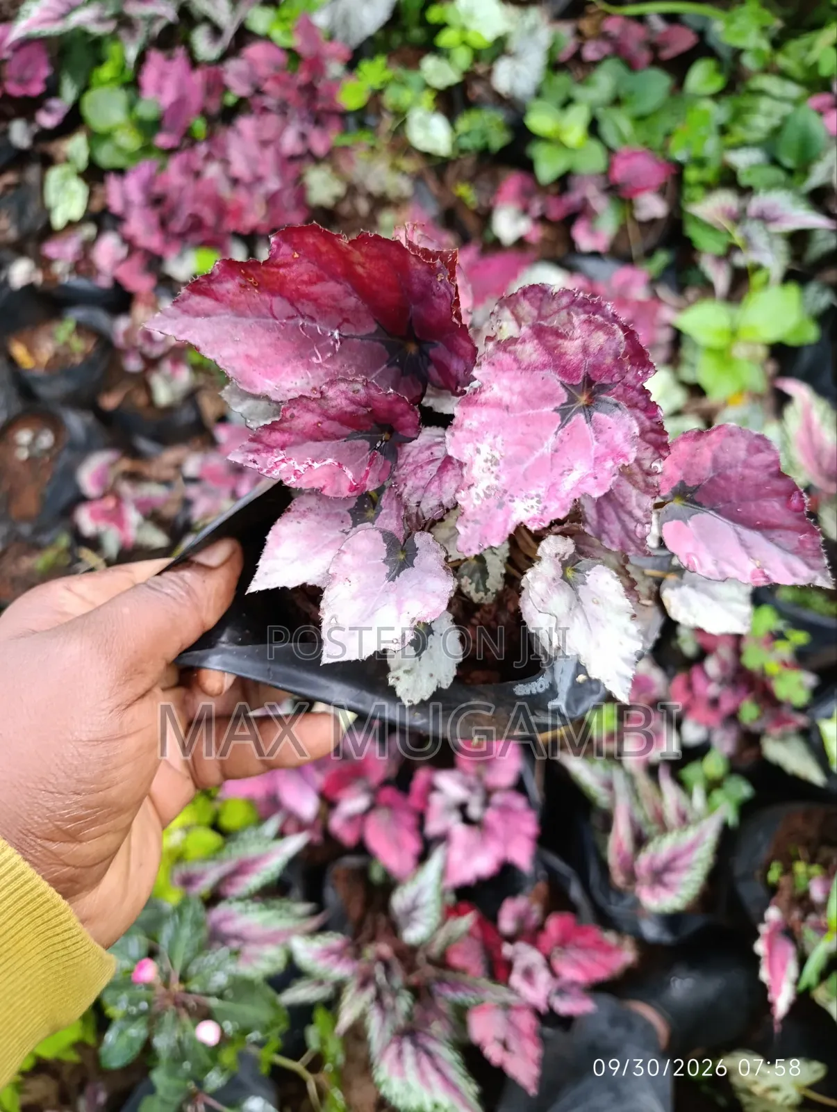 Begonias Ideal for Indoor