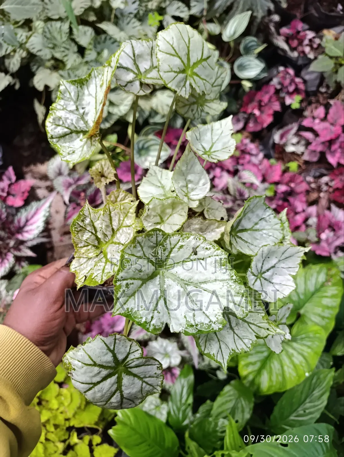 Begonias Ideal for Indoor