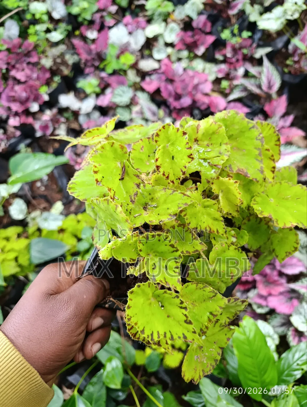 Begonias Ideal for Indoor
