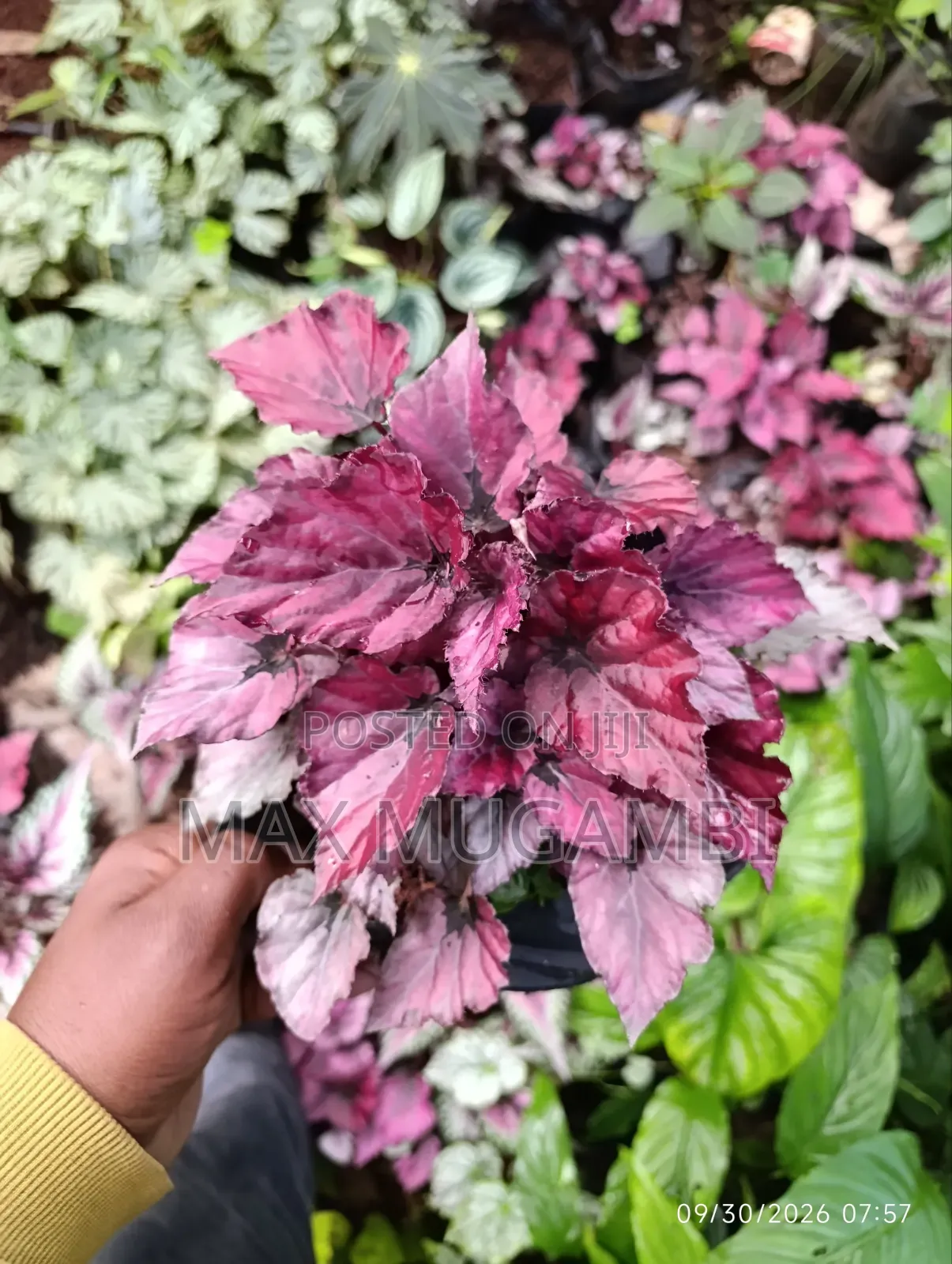 Begonias Ideal for Indoor