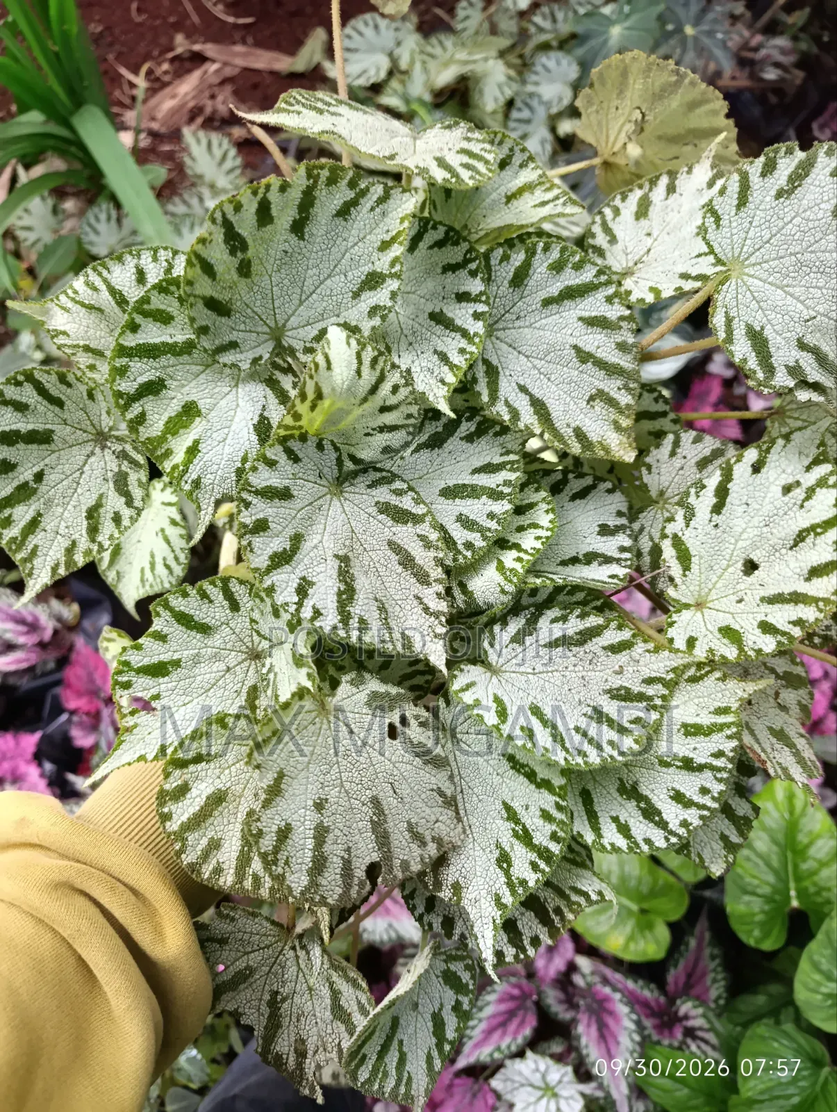 Begonias Ideal for Indoor