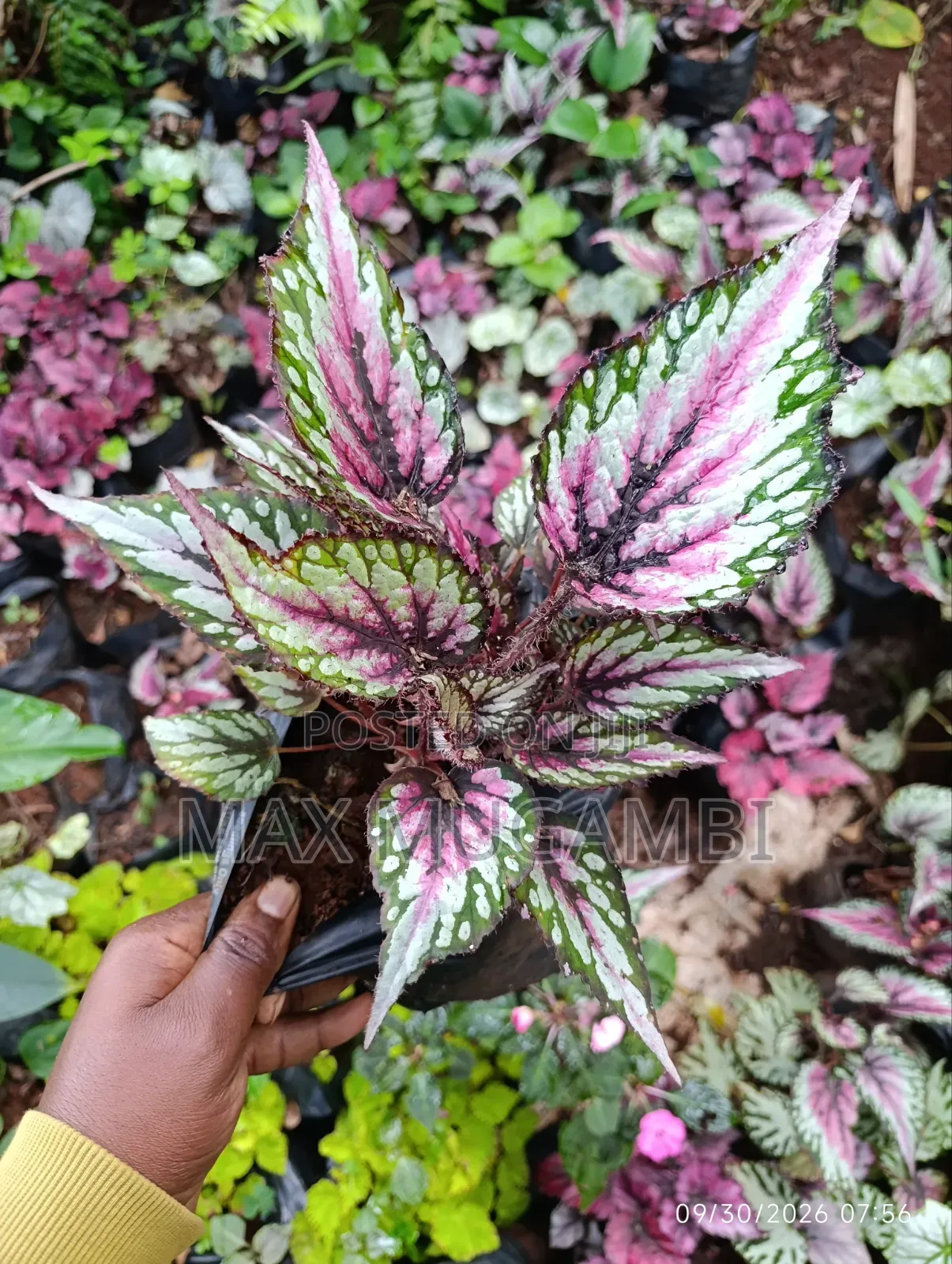 Begonias Ideal for Indoor