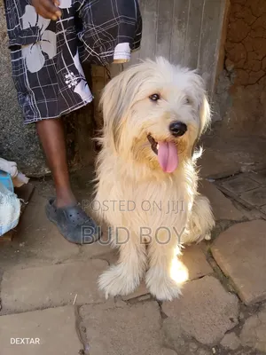 1+ year Male Purebred Maltese