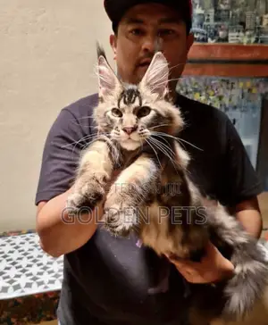 1-3 months Male Purebred Maine Coon