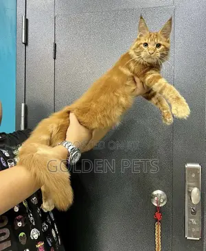 3-6 months Male Purebred Maine Coon
