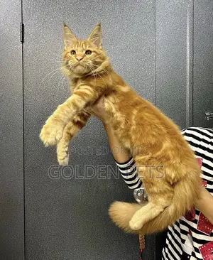 3-6 months Male Purebred Maine Coon