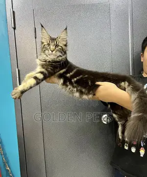 1-3 months Male Purebred Maine Coon