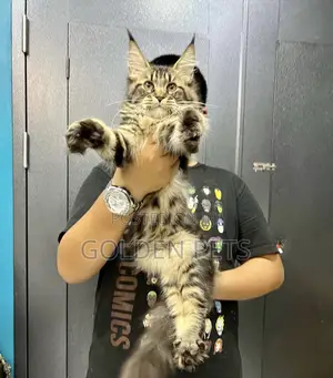 1-3 months Male Purebred Maine Coon