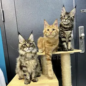 1-3 months Female Purebred Maine Coon