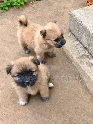 1-3 months Male Purebred Havanese