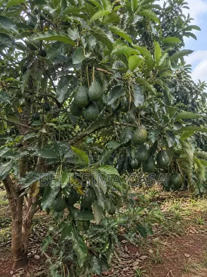 4 Acre Producing Hass Avocado Farm | Kiamwangi | Gatundu South