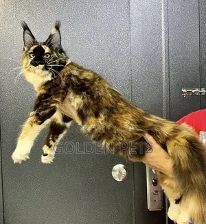 3-6 months Female Purebred Maine Coon