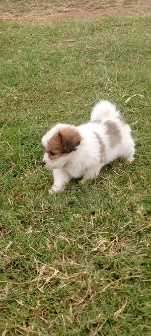 1-3 months Male Purebred Havanese