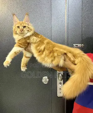 3-6 months Male Purebred Maine Coon