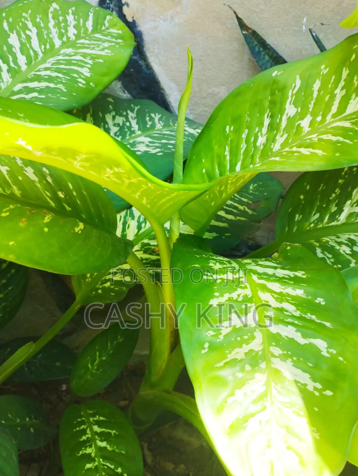 Dieffenbachia