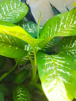 Dieffenbachia