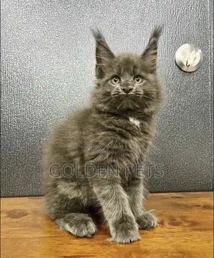 1-3 months Female Purebred Maine Coon