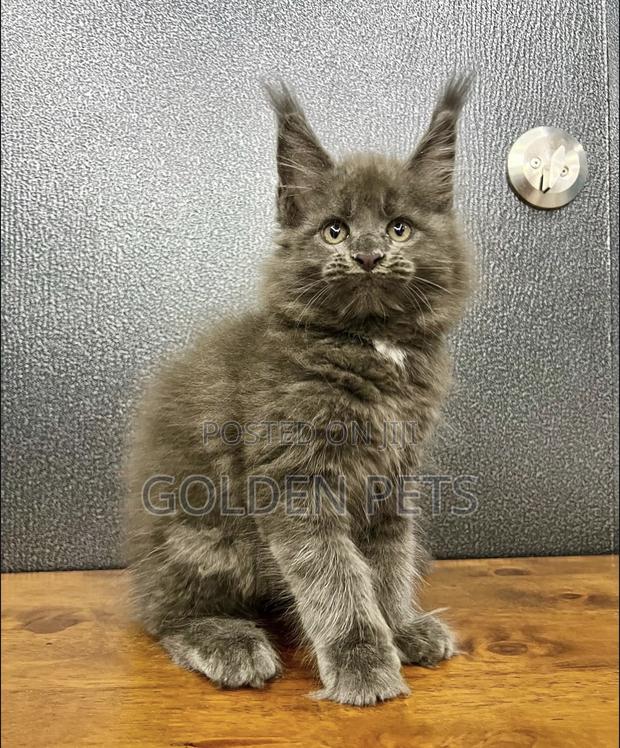 1-3 months Female Purebred Maine Coon - main view